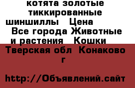 котята золотые тиккированные шиншиллы › Цена ­ 8 000 - Все города Животные и растения » Кошки   . Тверская обл.,Конаково г.